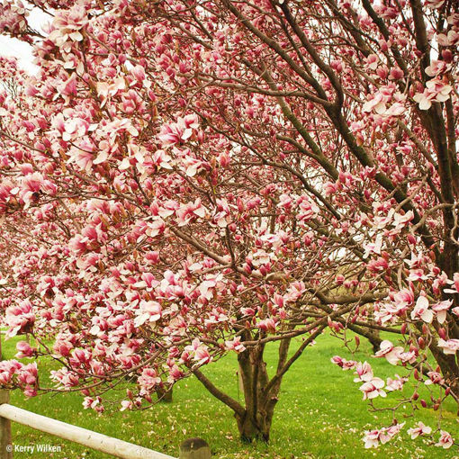 Media Name: 0000525_saucer-magnolia_510.jpg