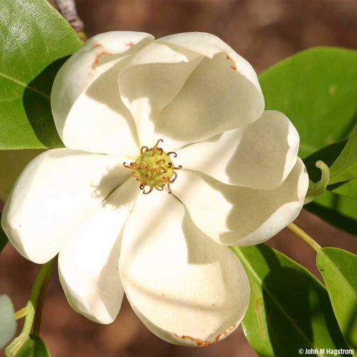 Media Name: 0000538_sweetbay-magnolia_510.jpg