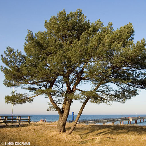 Scots pine tree along the coast