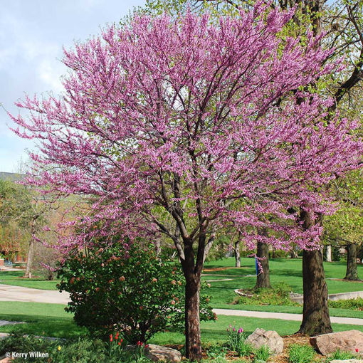 eastern redbud tree in bloom