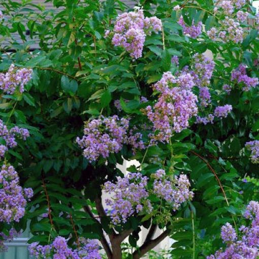 Media Name: 0003287_muskogee-crapemyrtle_510.jpeg