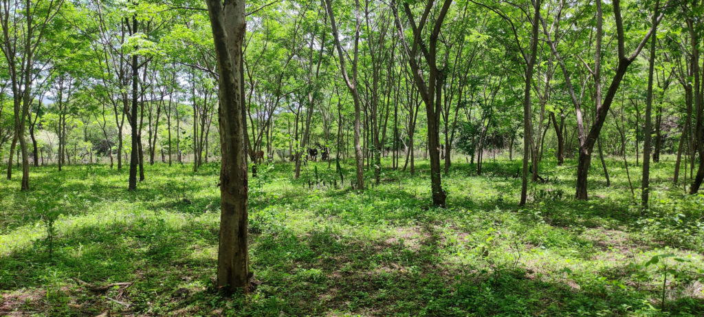 Trees planted 10 years ago on land owned by Horacio Suarez