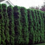 Media Name: American-Arborvitae_1-150x150.jpg