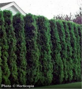 American-Arborvitaerow