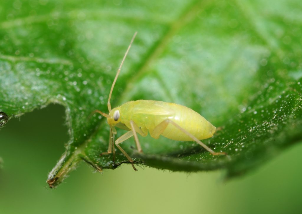 Media Name: Aphids-iStock-471054385-1024x728.jpg