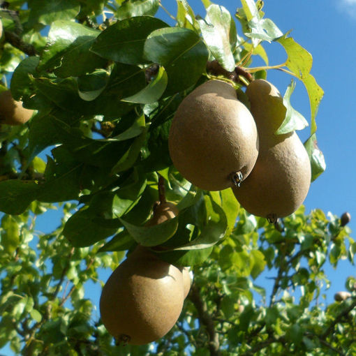 ayers pears on branch