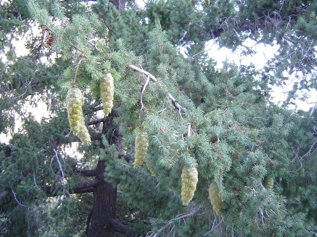 Media Name: Bigcone_Douglas-fir_at_mtbaldy-1024x768.jpg