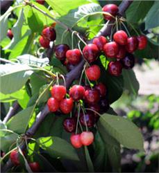 Bing-Cherry_1-809