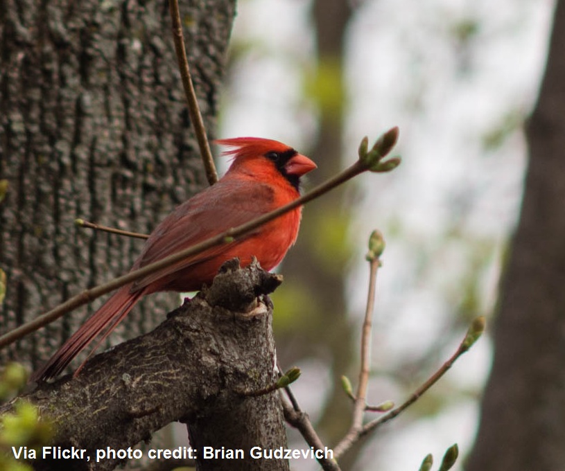 Cardinal photo credit Brian Gudzevich