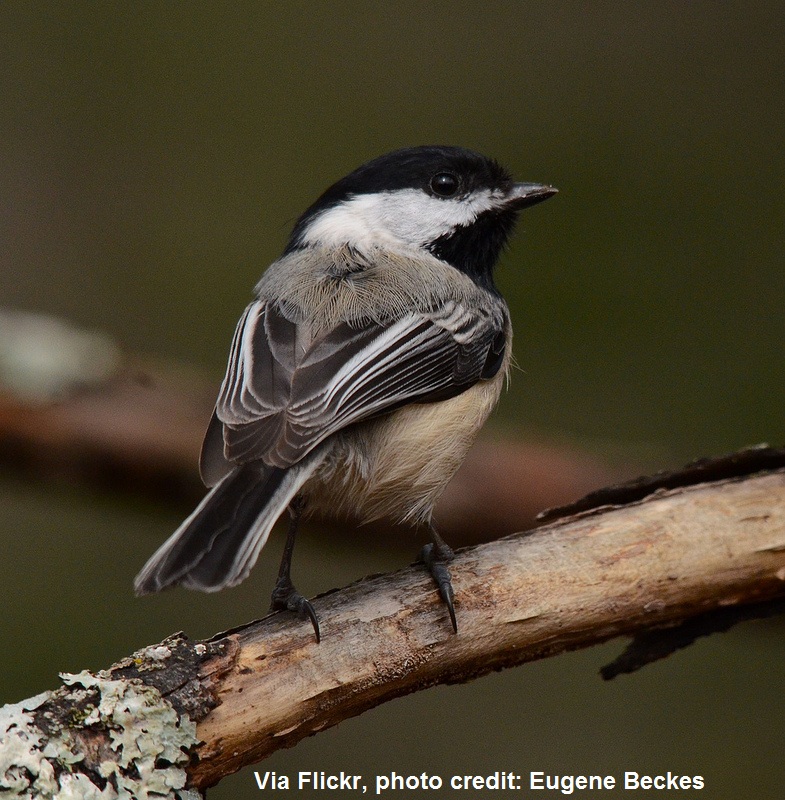 Chickadee photo credit Eugene Beckes