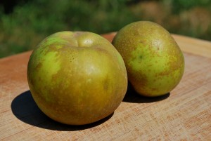 Heirloom Apple from Arbor Day Farm: