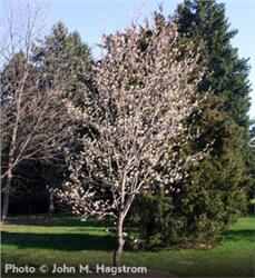 Downy-Serviceberry_1-919