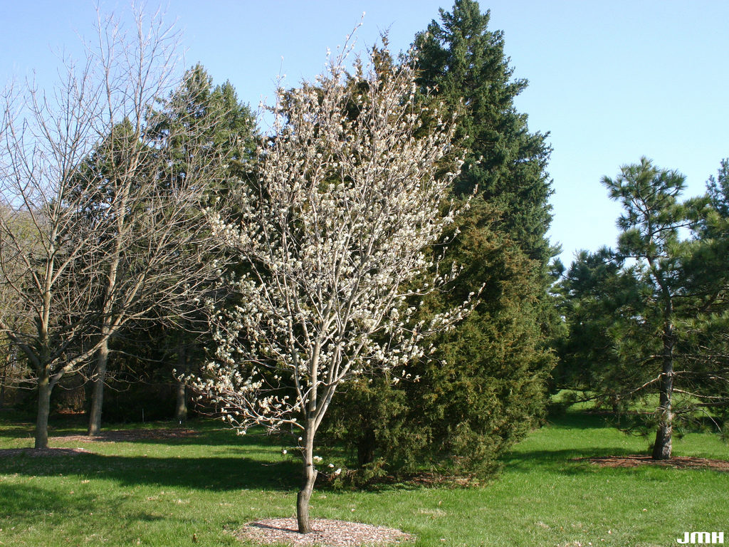 Media Name: DownyServiceberry-habit-JohnMHagstrom-1024x768.jpg