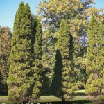 Media Name: Emerald-arborvitae_1-150x150.jpg