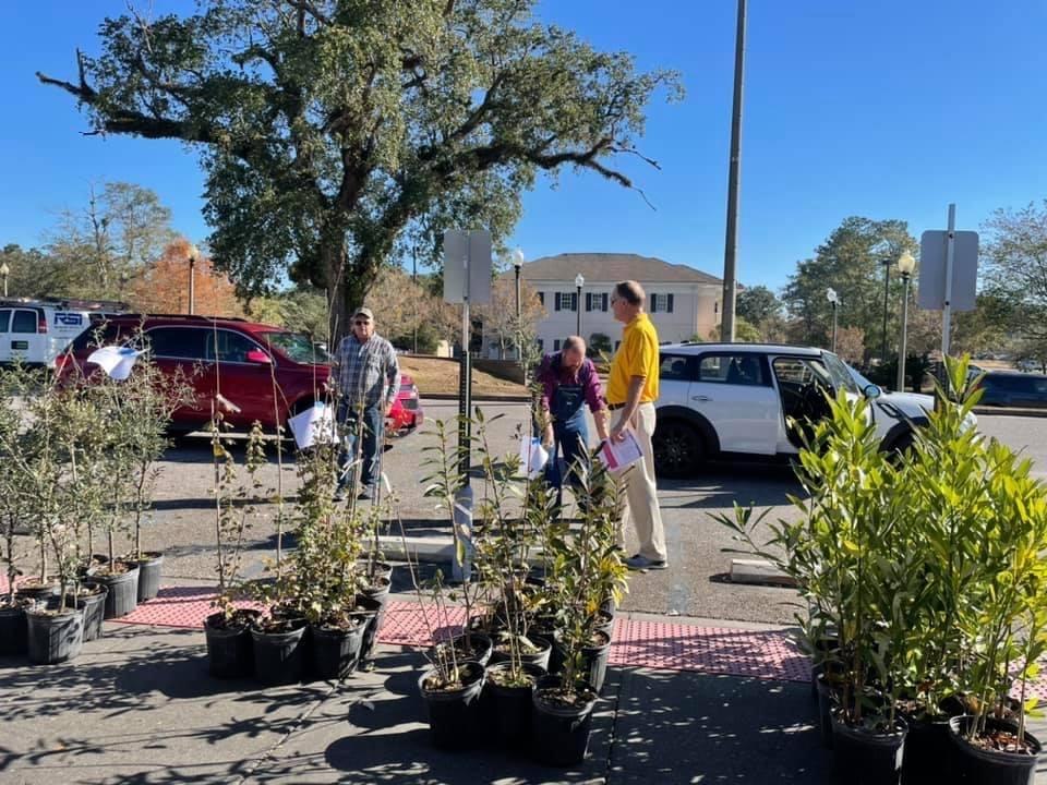 Foley tree distribution