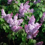 Media Name: Fragrant-Lilac_1-150x150.jpg