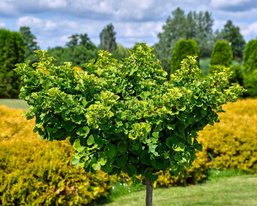 Young ginkgo biloba tree