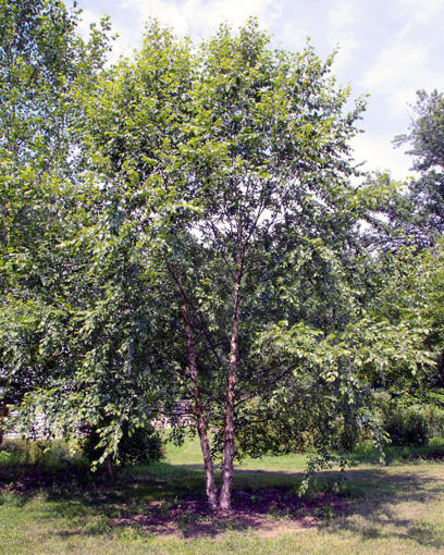 established heritage river birch