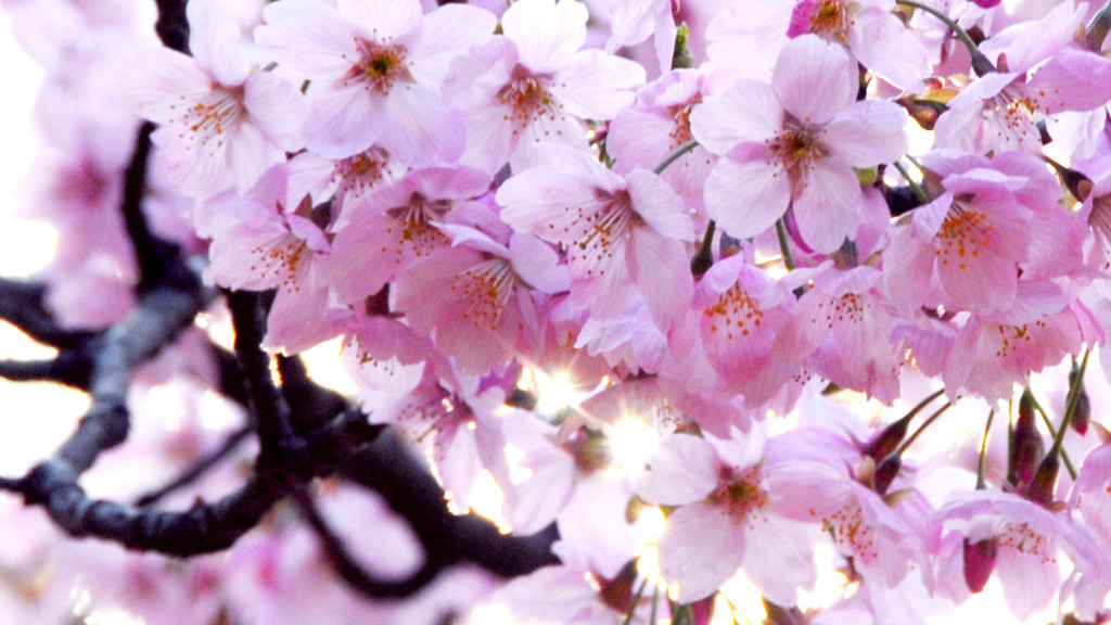 Media Name: Japanese-Cherry-Blossom-1024x576.jpg