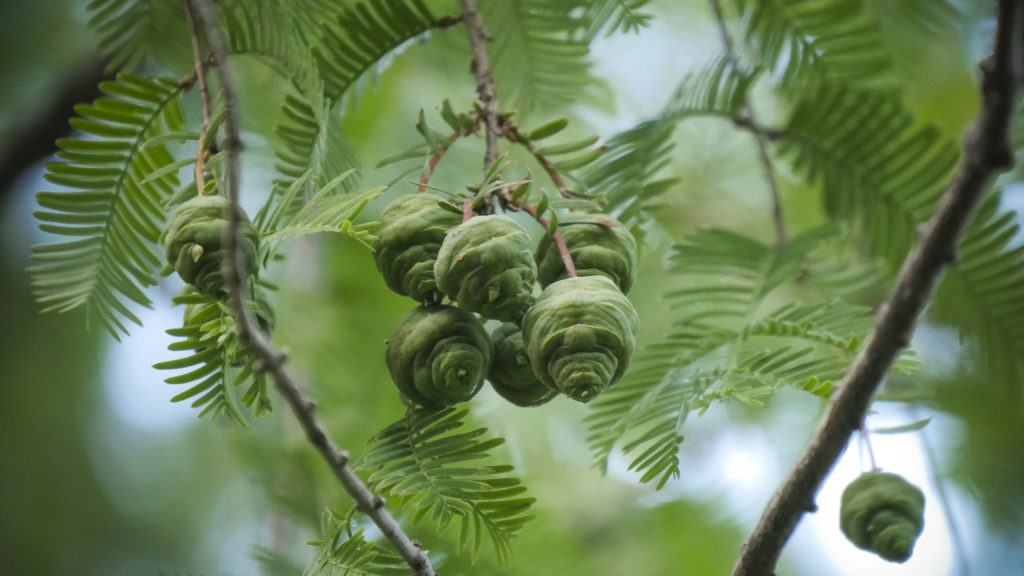 Media Name: KHelm_DawnRedwood_fruit-1024x576.jpg