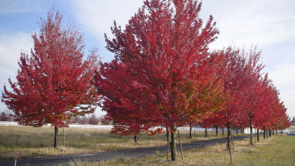 Media Name: KHelm_RedMaple_Habit_5-1-1024x576.jpg