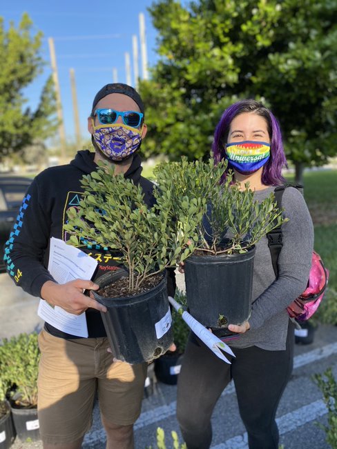 Miami tree distribution