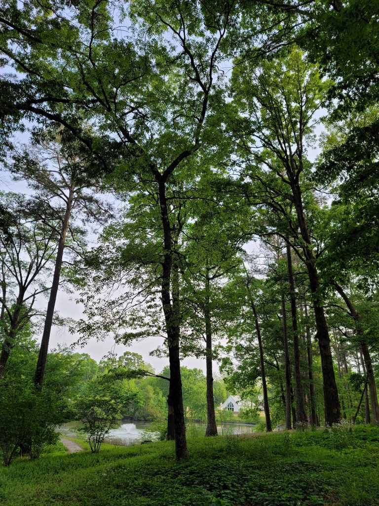 Tanner Medical Center green space