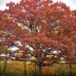 Media Name: Pin-Oak_1-150x150.jpg