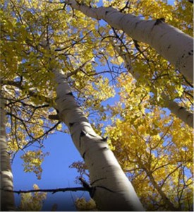 Quaking-Aspen_4-780[1]