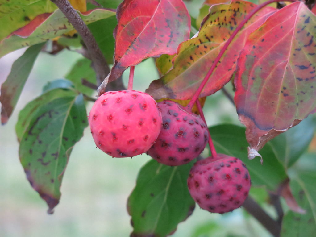 Media Name: Scarlet-Fire-fruit-and-leaves-October-2-2014-1024x768.jpg