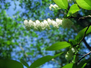 Sourwood blossom