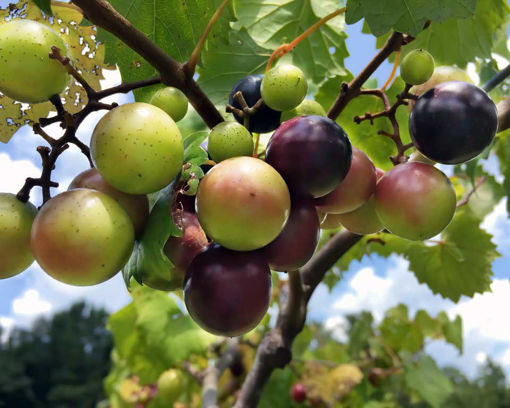 southern home muscadine grapes on the vine