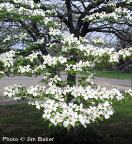 Media Name: White-Dogwood_1.jpg