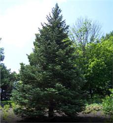 White-Fir_1-839