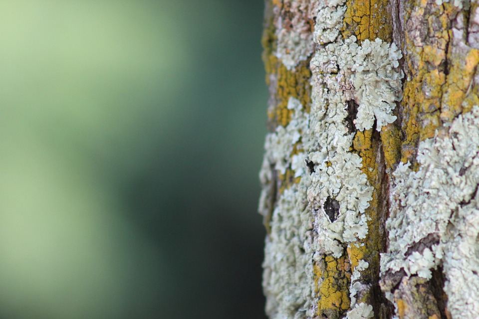 Media Name: Wood-Tree-Green-Forest-Nature-Texture-Tree-Fungus-1051464.jpg