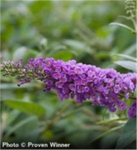 Media Name: blue-chip-butterfly-bush-275x300.jpg