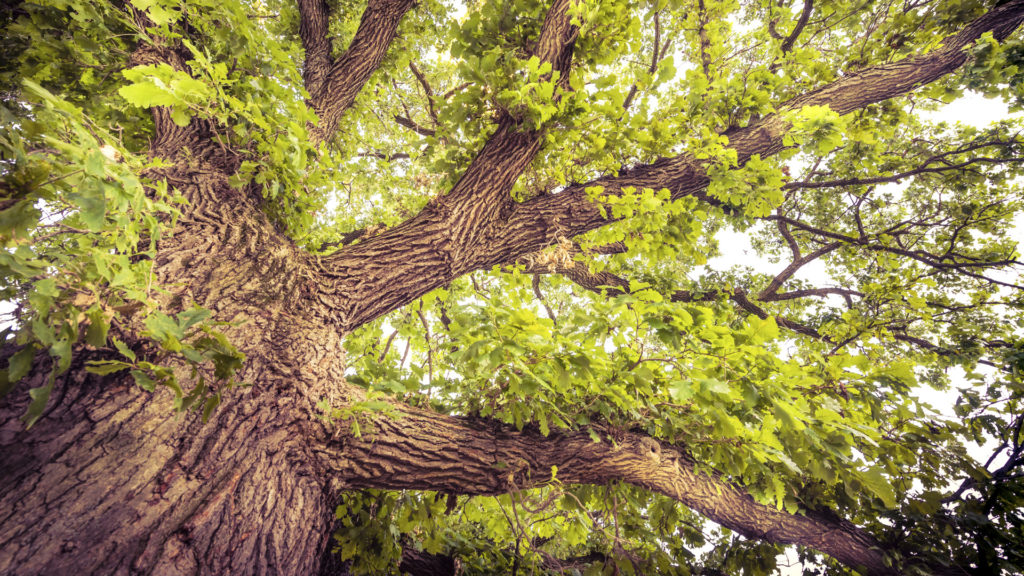 Media Name: bur-oak-tree-1024x576.jpg