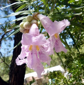 desert willow flower