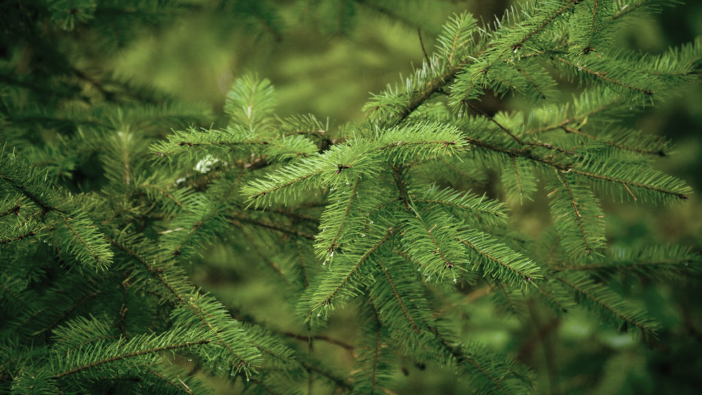 Media Name: douglasfir-1024x576.jpg