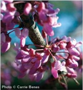 eastern redbud