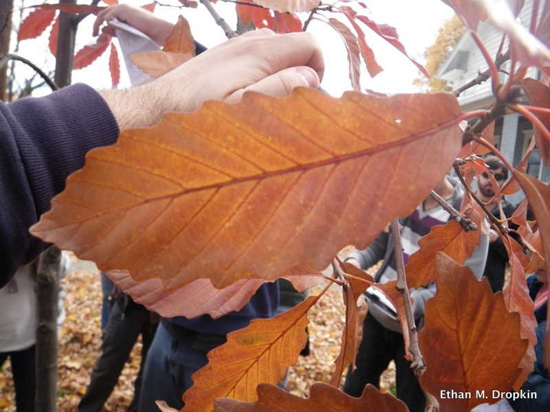 Media Name: fall-color-ethan-m-dropkin.jpg