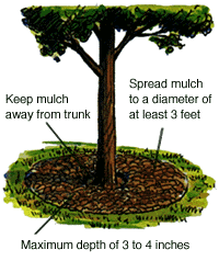 figure-mulching-tips[1]