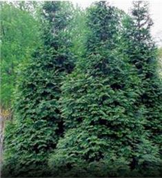 green giant arborvitae