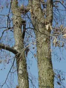 hackberry photo by missouri botanical garden