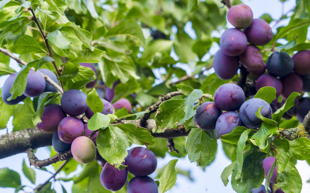 Plums ripening on a branch