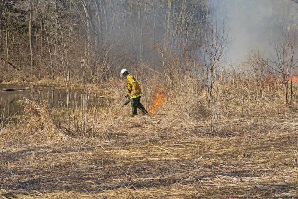 Using the Drip Torch to Start a Controlled Burn