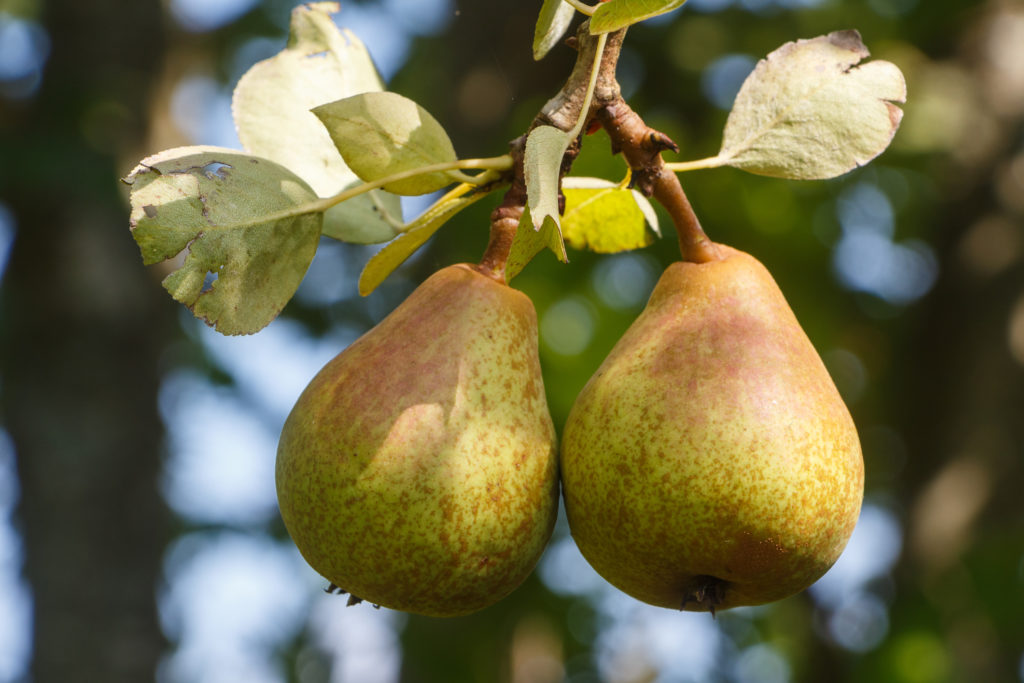 Pears ripening on a tree