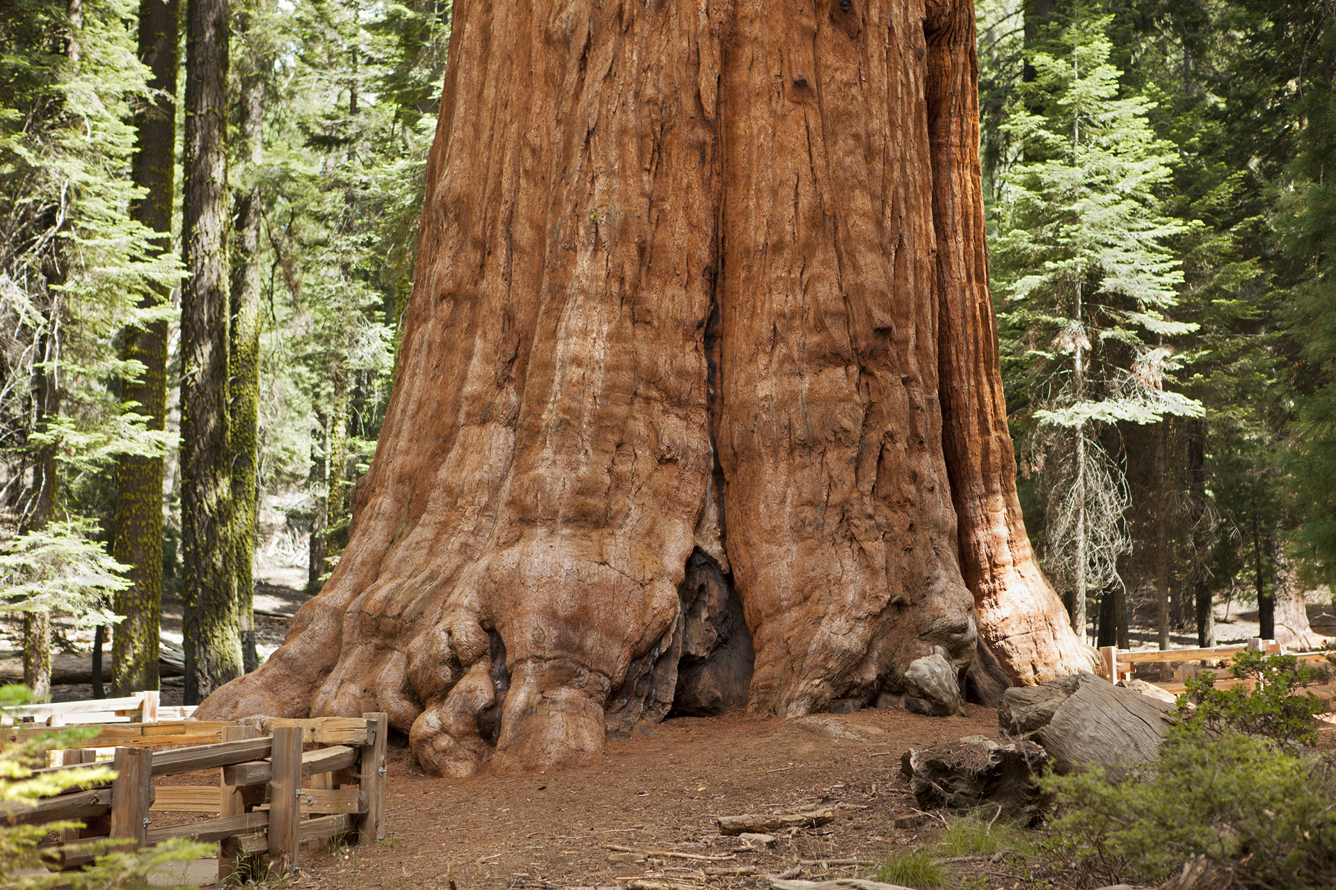 Giant Sequoia tree close-up, at Sequoia National Park. This tree is known as the General Sherman tree. It is the largest known tree by volume and is believed to be between 2,300 and 2,700 years old.