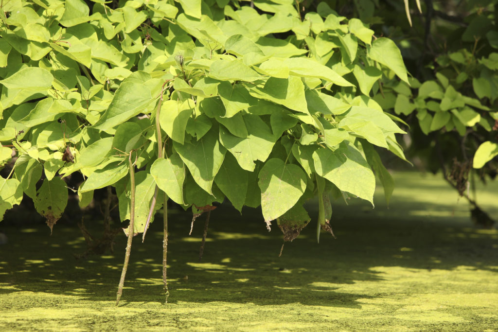 northern catalpa branch with large green leaves and long, bean-like seed pods