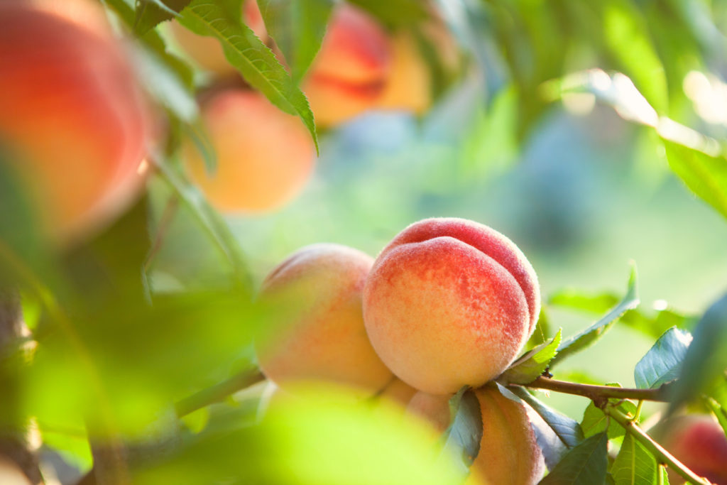 branch of a peach tree, ripe with fruit